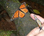 Butterfly Release